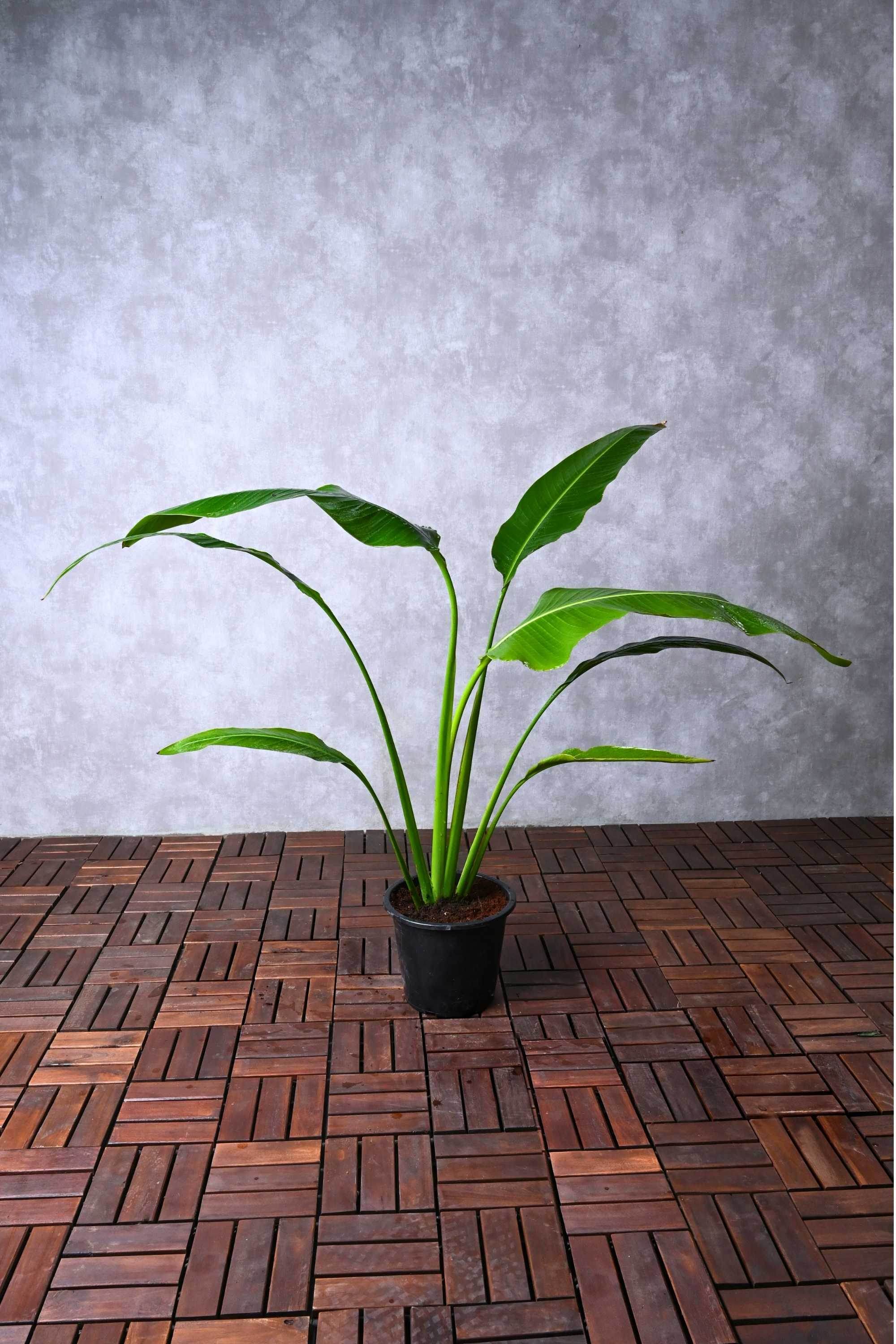 Outdoor Plant Small 50-60 cms Ravenala madagascariensis Ravenala madagascariensis