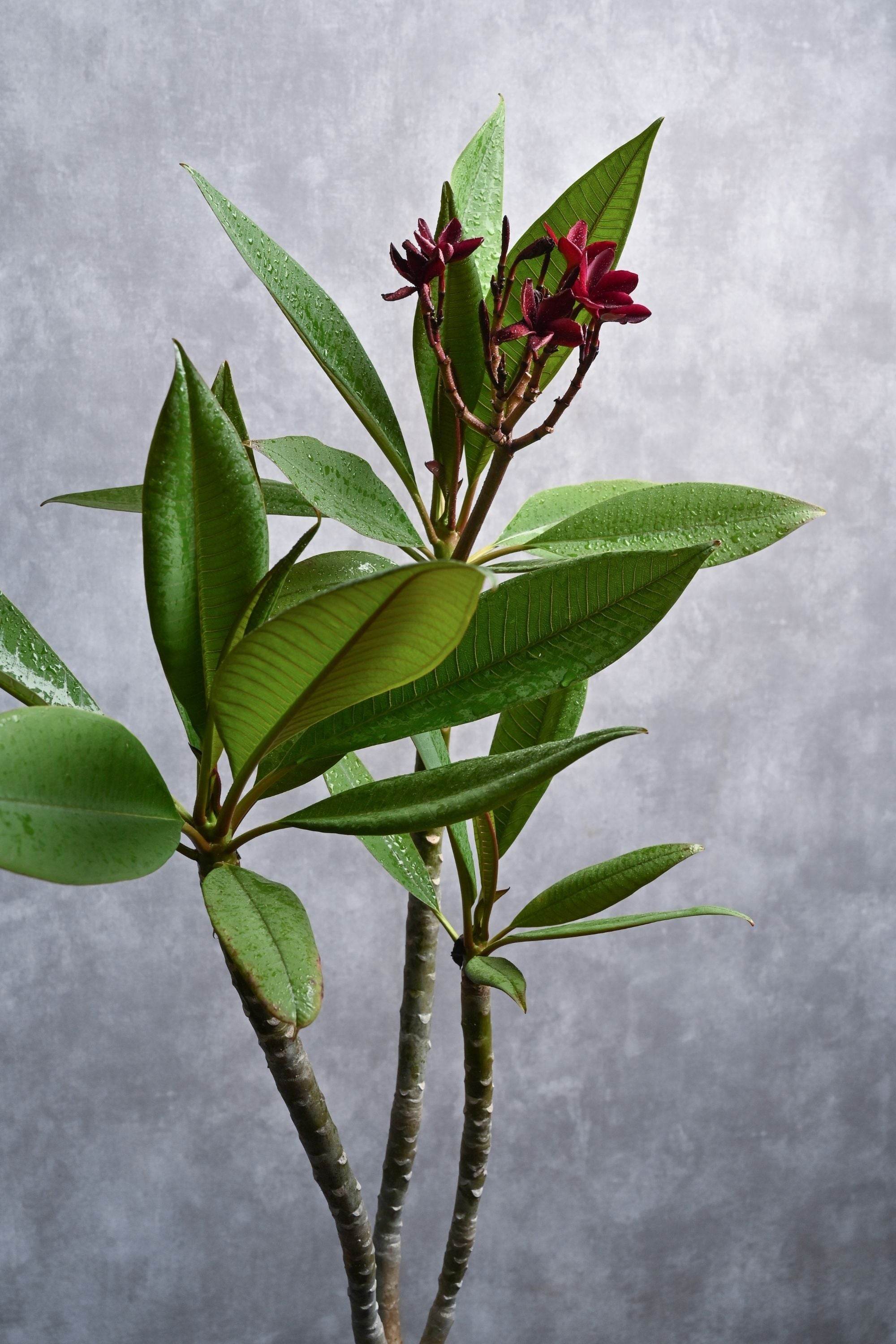 Outdoor Plant Small 60-70 cms / Default Plastic Pot / Dark Red Plumeria spp Plumeria spp