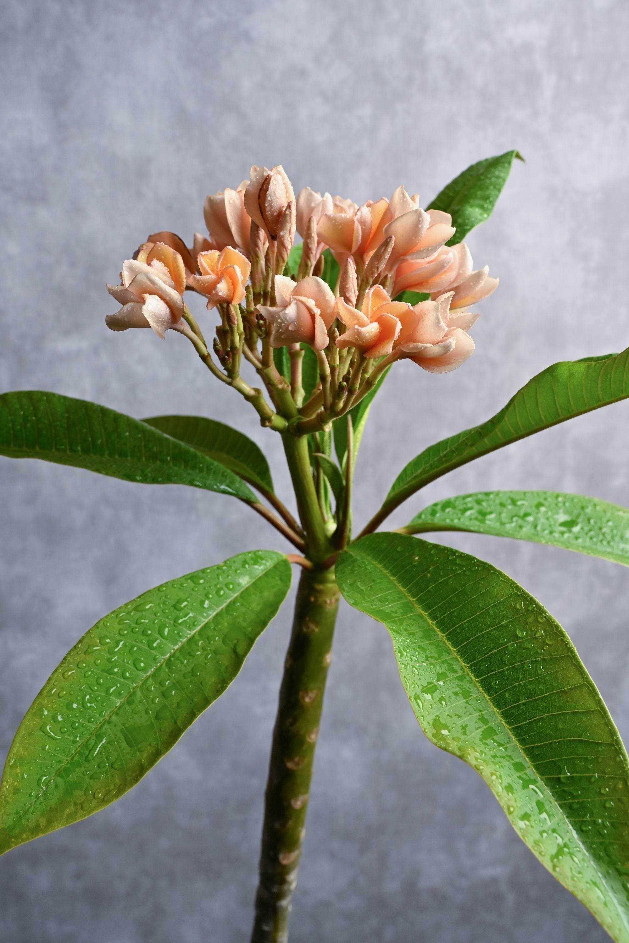 Outdoor Plant Small 60-70 cms / Default Plastic Pot / Orange Plumeria spp Plumeria spp