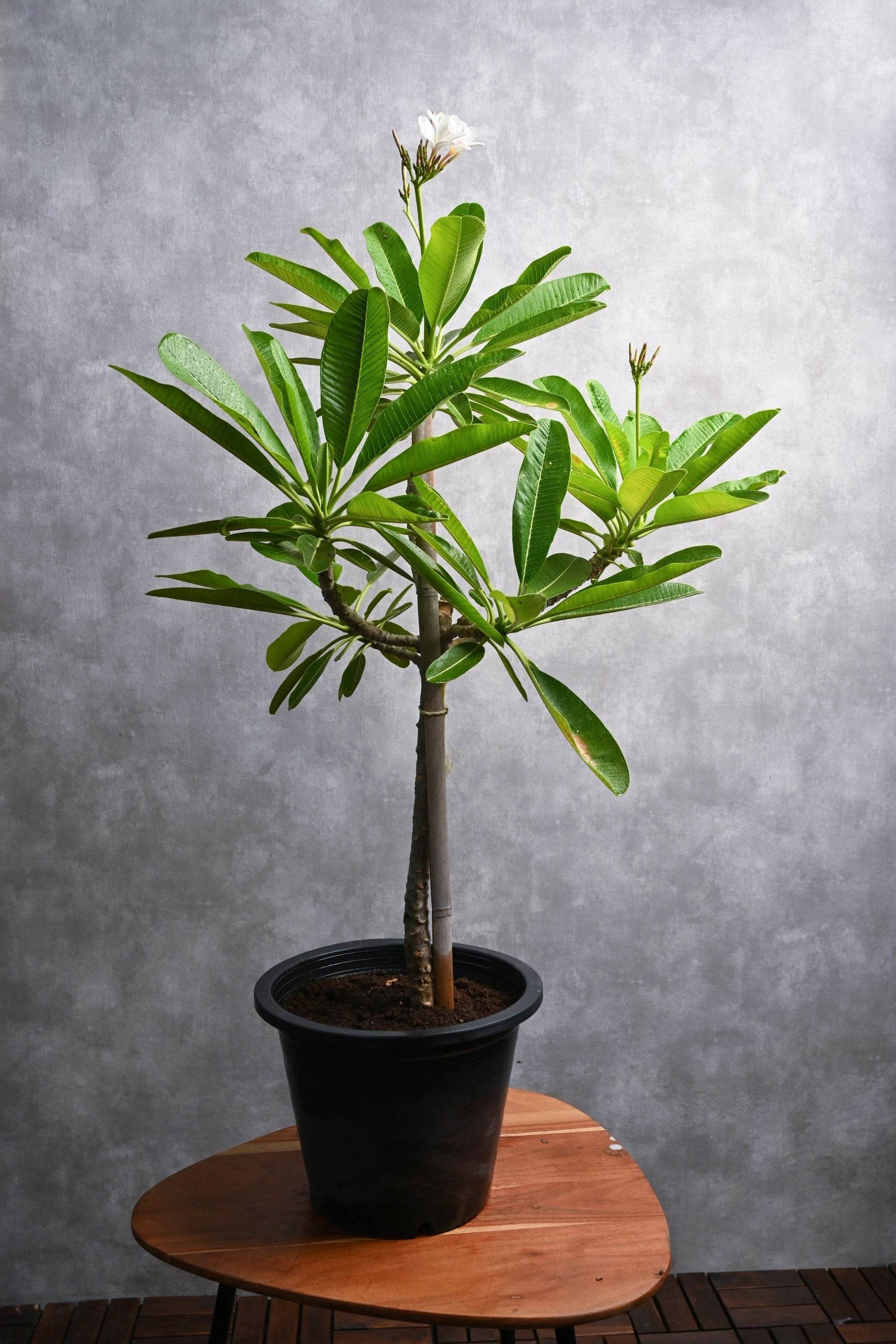 Outdoor Plant Small 60-70 cms / Default Plastic Pot / White Plumeria spp Plumeria spp