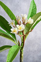 Outdoor Plant Small 60-70 cms / Default Plastic Pot / Yellow Plumeria spp Plumeria spp