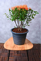 Outdoor Plant Small / Orange Ixora Coccinea Ixora Coccinea