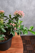 Outdoor Plant Small / Pink Ixora Coccinea Ixora Coccinea