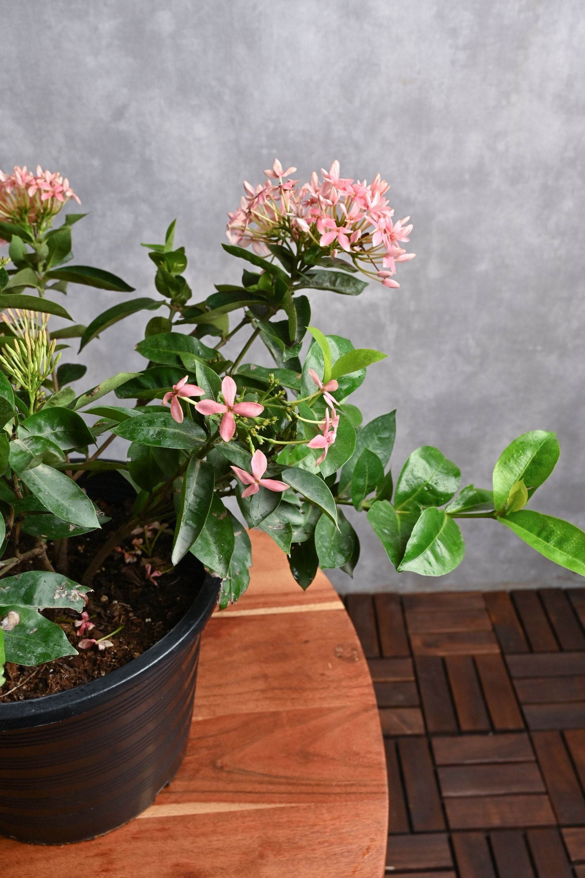 Outdoor Plant Small / Pink Ixora Coccinea Ixora Coccinea