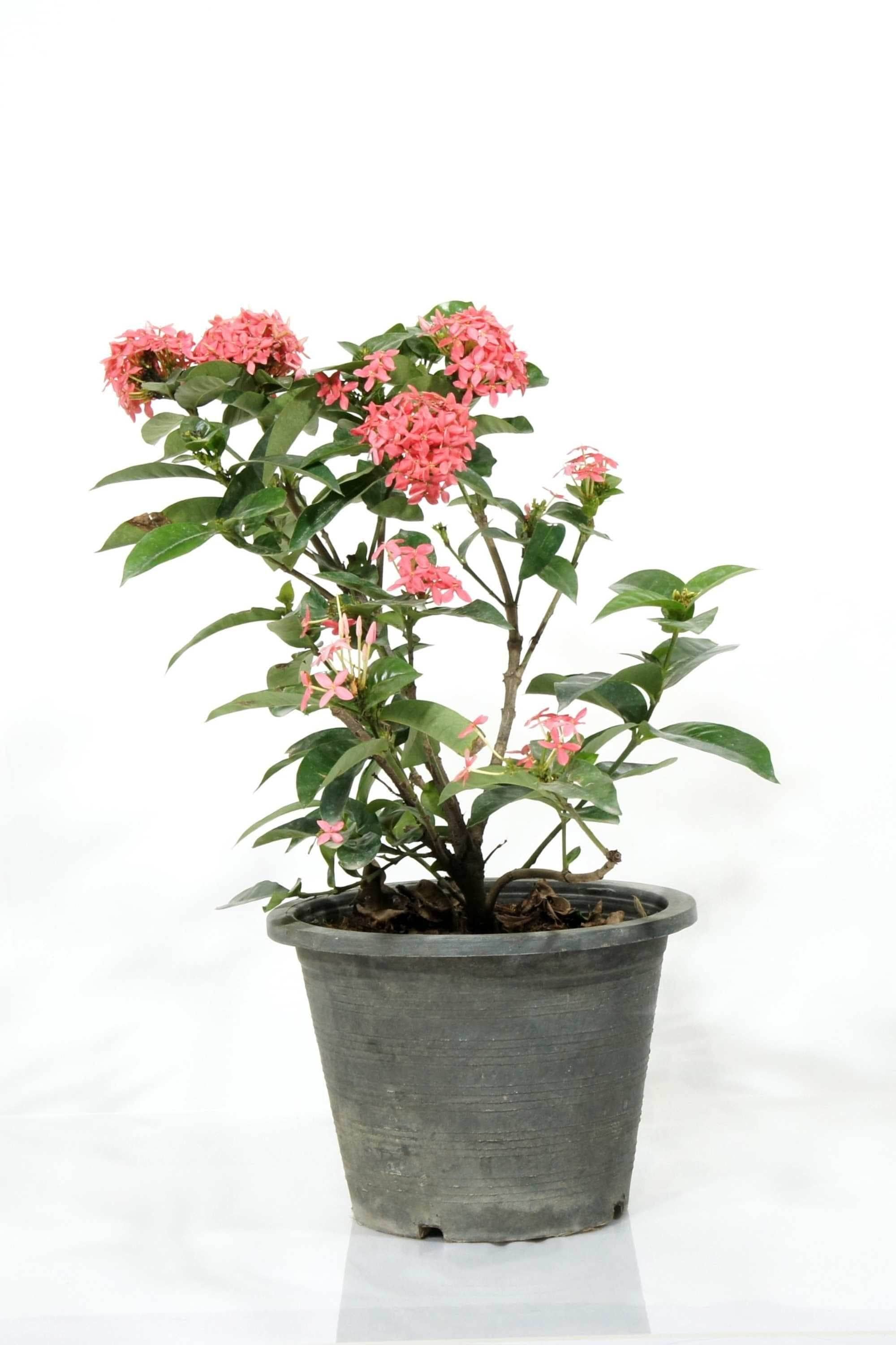 Outdoor Plant Small / Red Ixora Coccinea Ixora Coccinea
