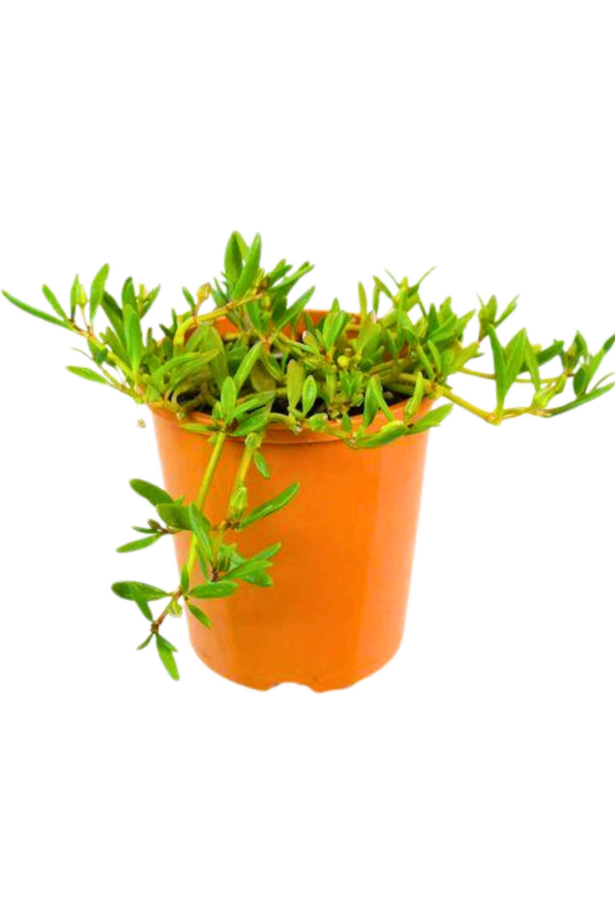 Outdoor Plant Small Sea Purslane Sea Purslane