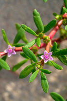 Outdoor Plant Small Sea Purslane Sea Purslane