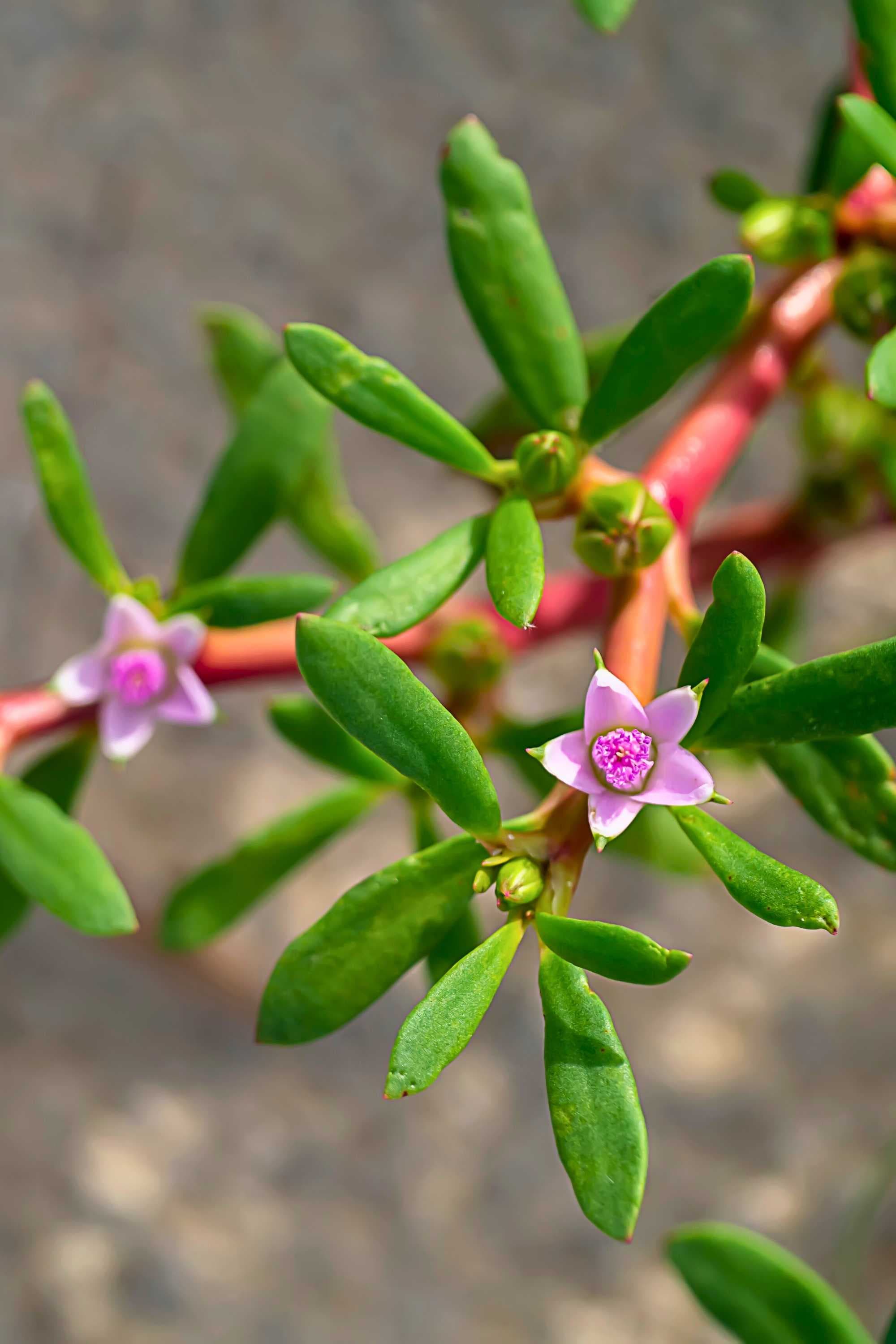 Outdoor Plant Small Sea Purslane Sea Purslane