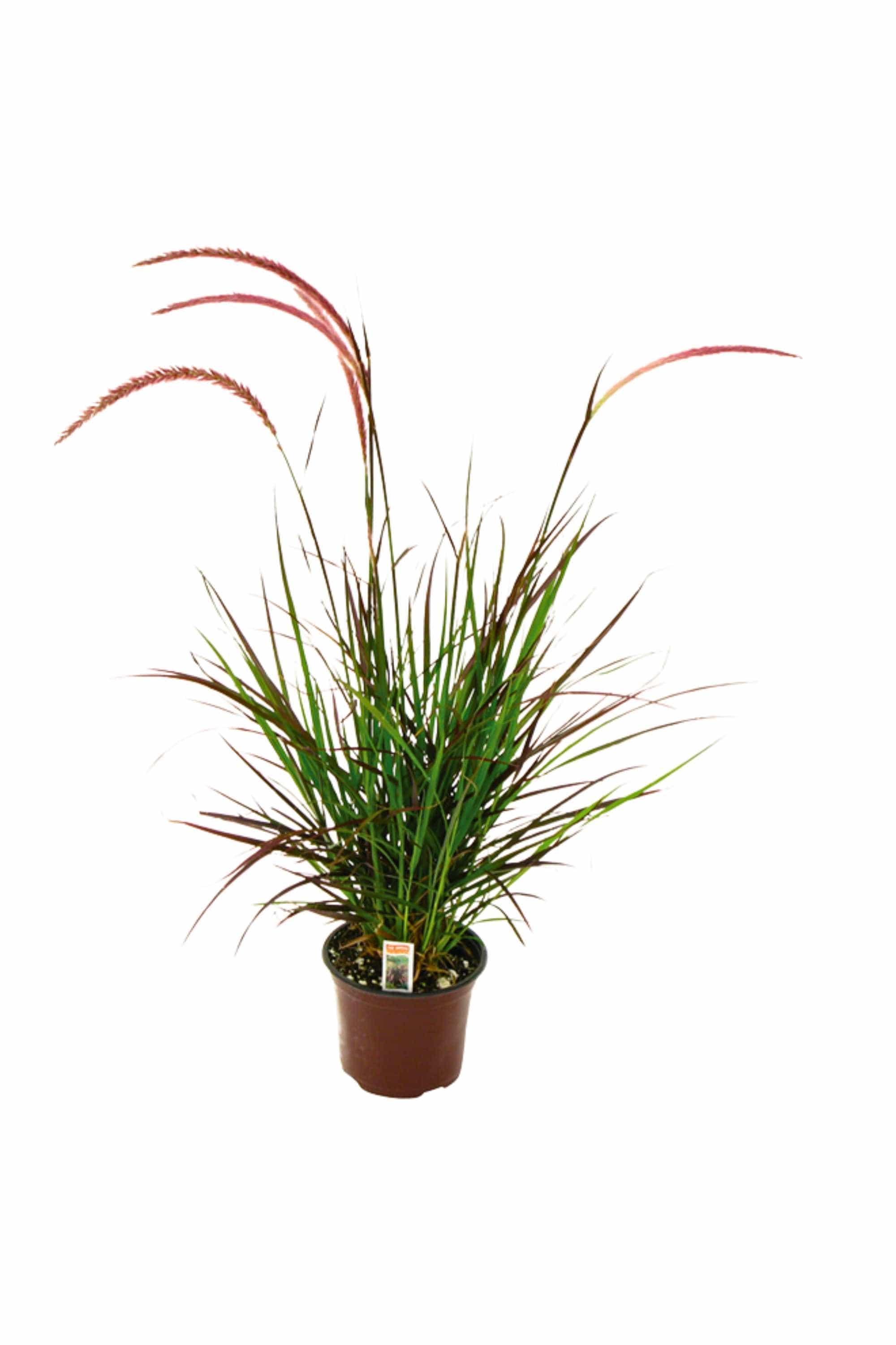 Outdoor Plant Small V9 Pot 10-20 cms Pennisetum Rubrum Pennisetum Rubrum
