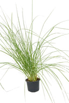 Outdoor Plant Small V9 Pot 10-20 cms Pennisetum setaceum Pennisetum setaceum