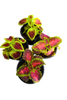Outdoor Plant Small V9 Pot Plectranthus Scutellarioides Plectranthus Scutellarioides