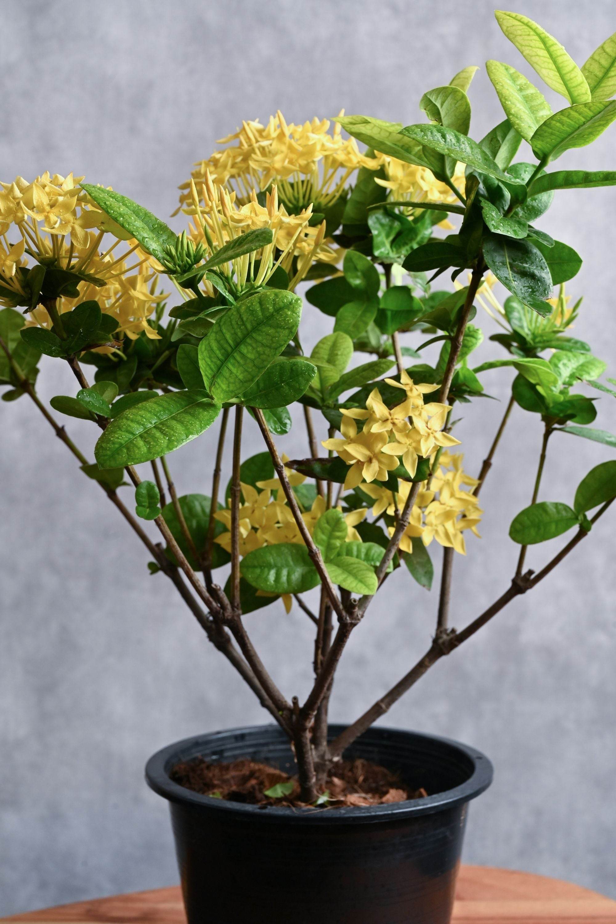 Outdoor Plant Small / Yellow Ixora Coccinea Ixora Coccinea