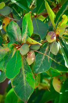 Outdoor Plant Terminalia catappa Terminalia catappa