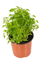 Outdoor Plant V13 Golden Green Alternanthera Golden Green Alternanthera