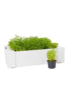Outdoor Plant V9 Golden Green Alternanthera Golden Green Alternanthera