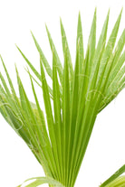 Outdoor Plant Washingtonia robusta Washingtonia robusta