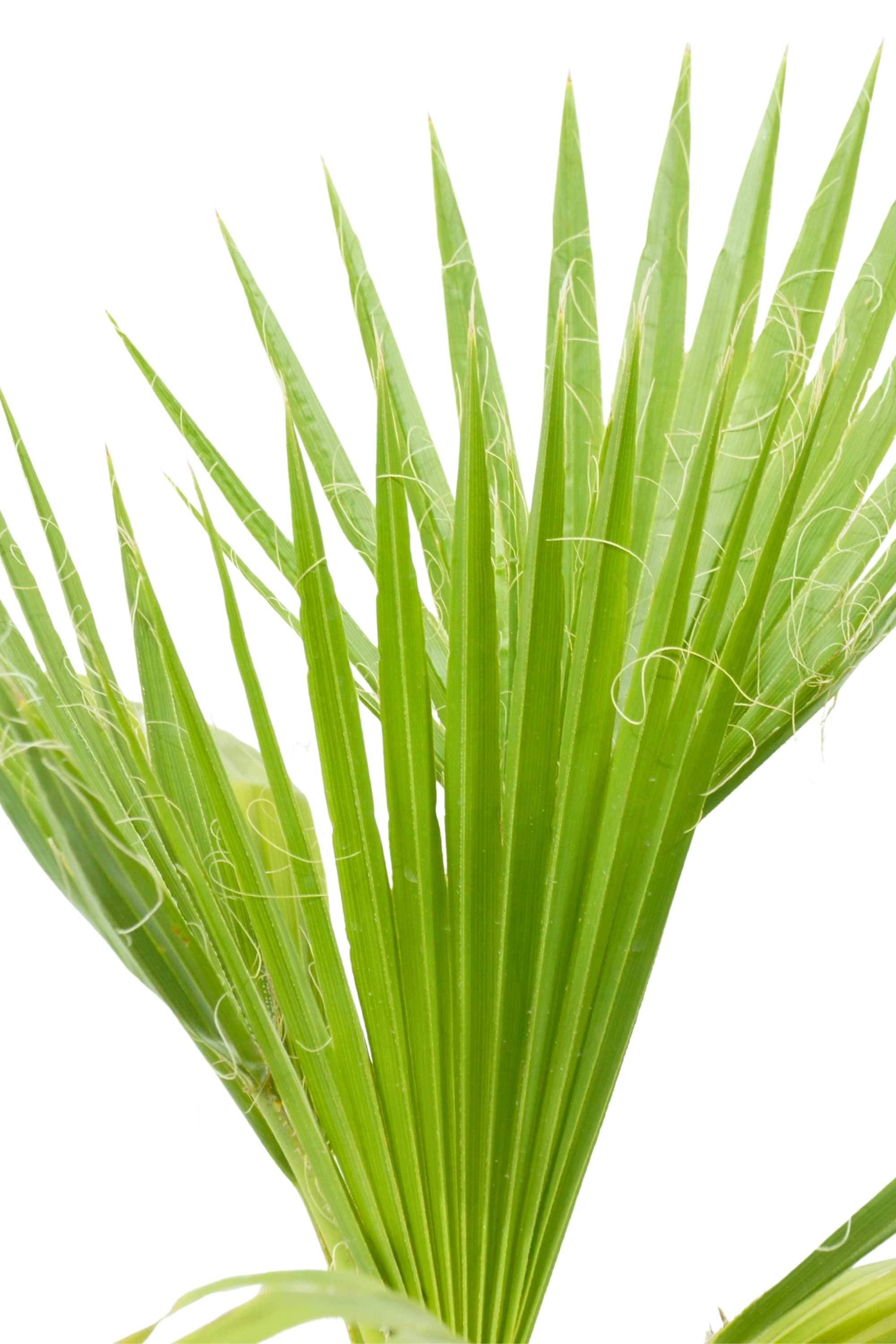 Outdoor Plant Washingtonia robusta Washingtonia robusta