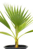Outdoor Plant Washingtonia robusta Washingtonia robusta