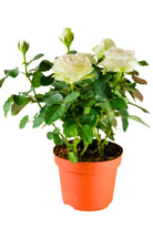 Outdoor Plant White Rosa spp. (Patio variety) Rosa spp. (Patio variety)