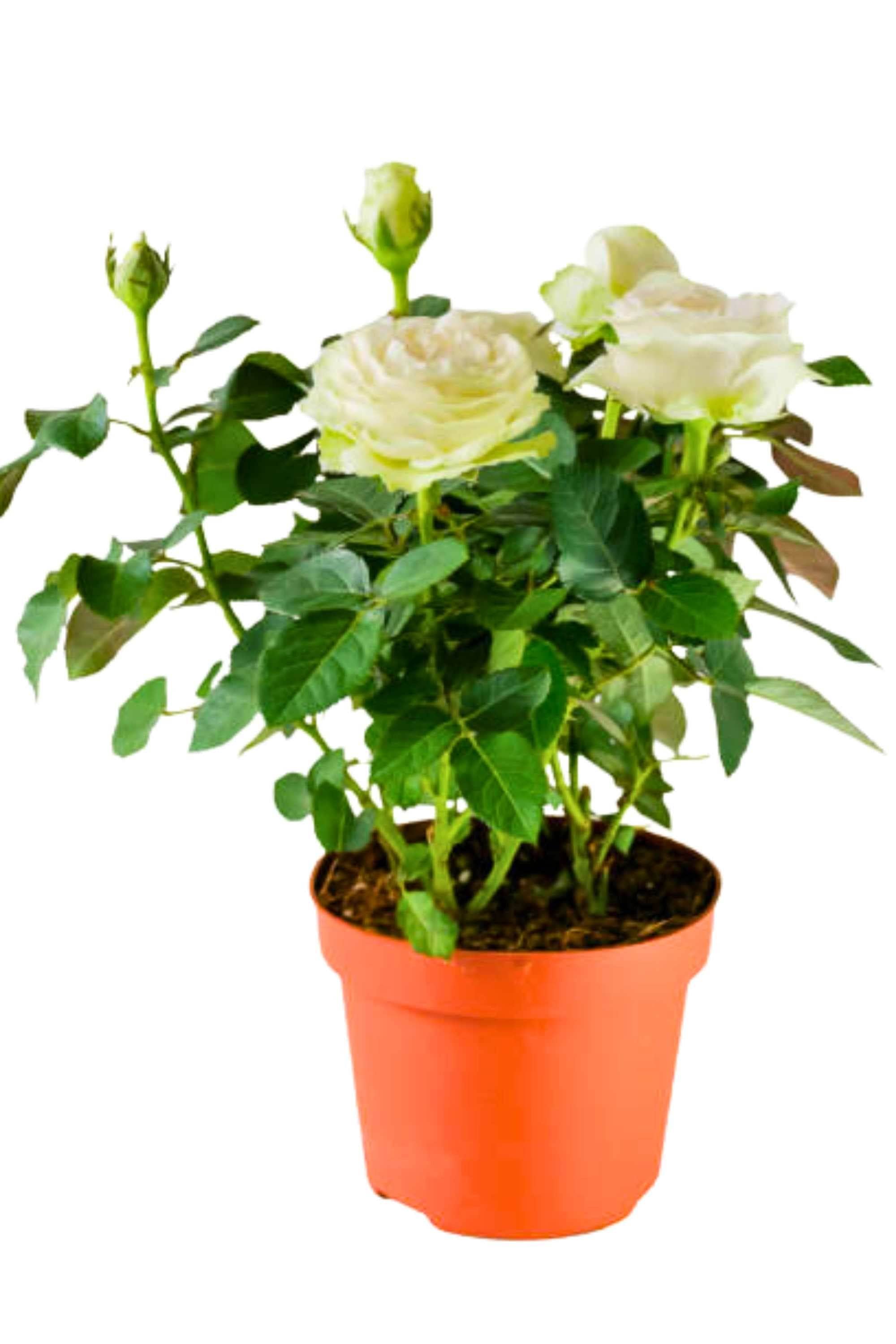 Outdoor Plant White Rosa spp. (Patio variety) Rosa spp. (Patio variety)