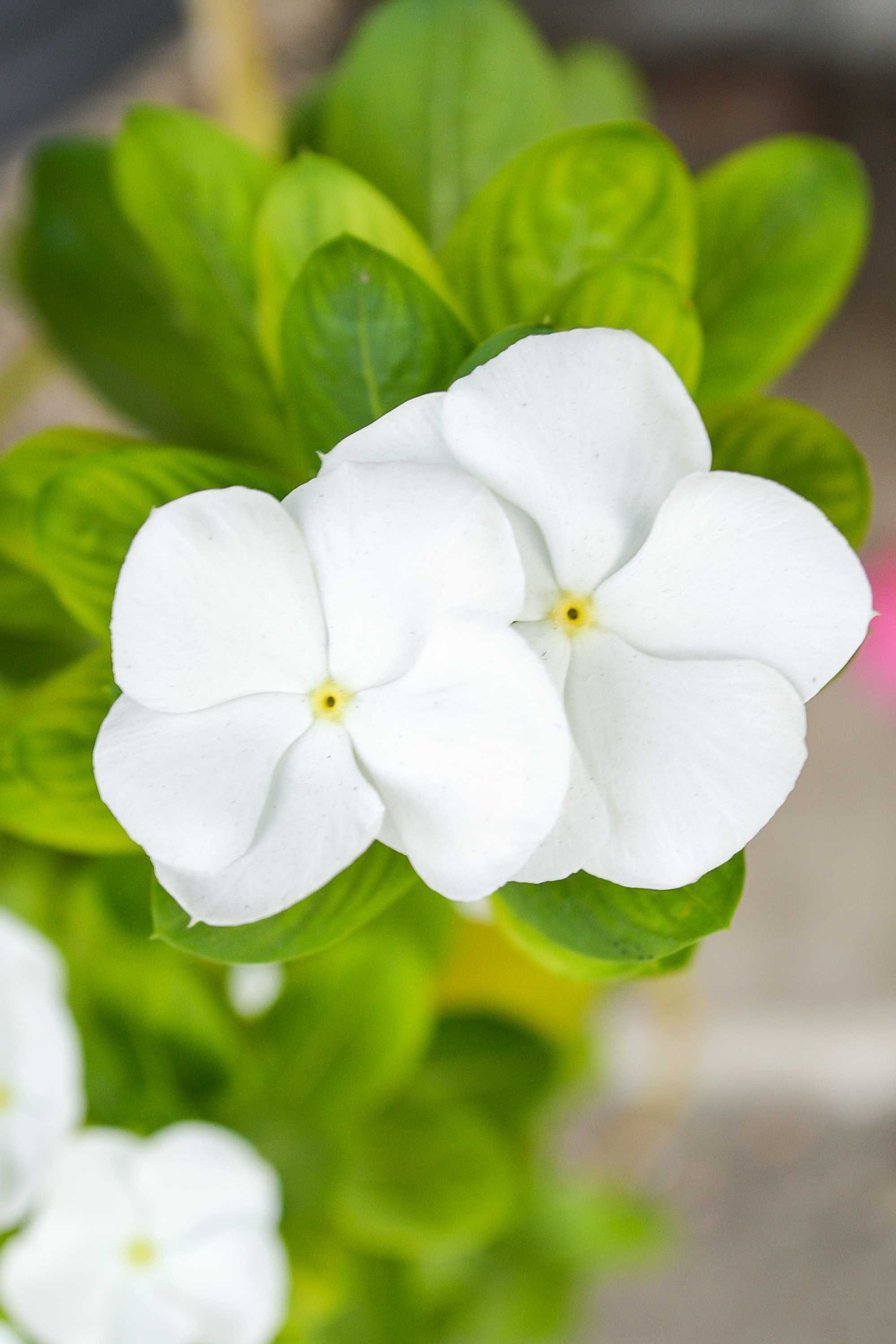 Outdoor Plant White / Small v9 Pot Catharanthus roseus Catharanthus roseus