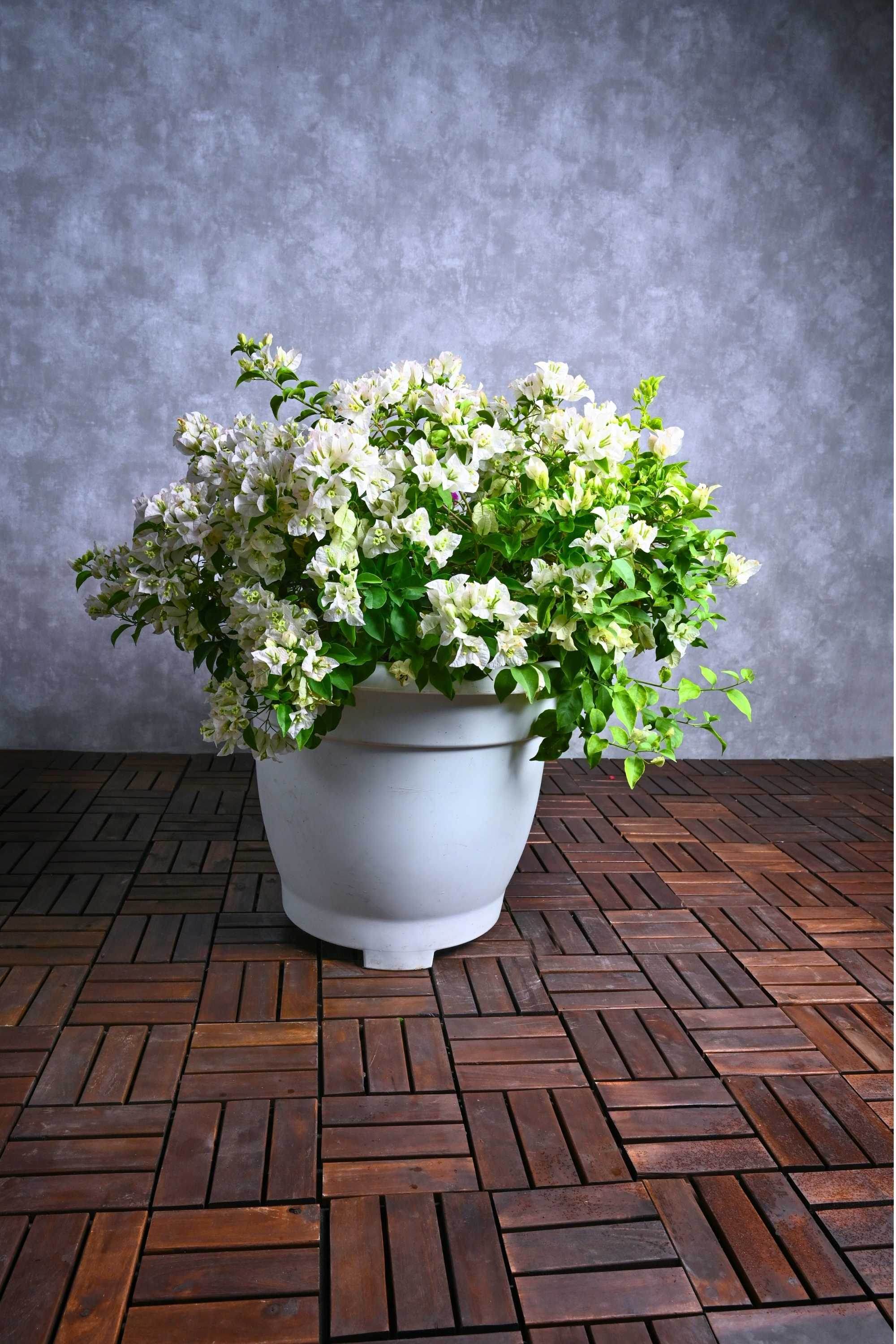 Outdoor Plant X Large 100-120 cms Bougainvillea glabra ‘Nana White’ Bougainvillea glabra ‘Nana White’