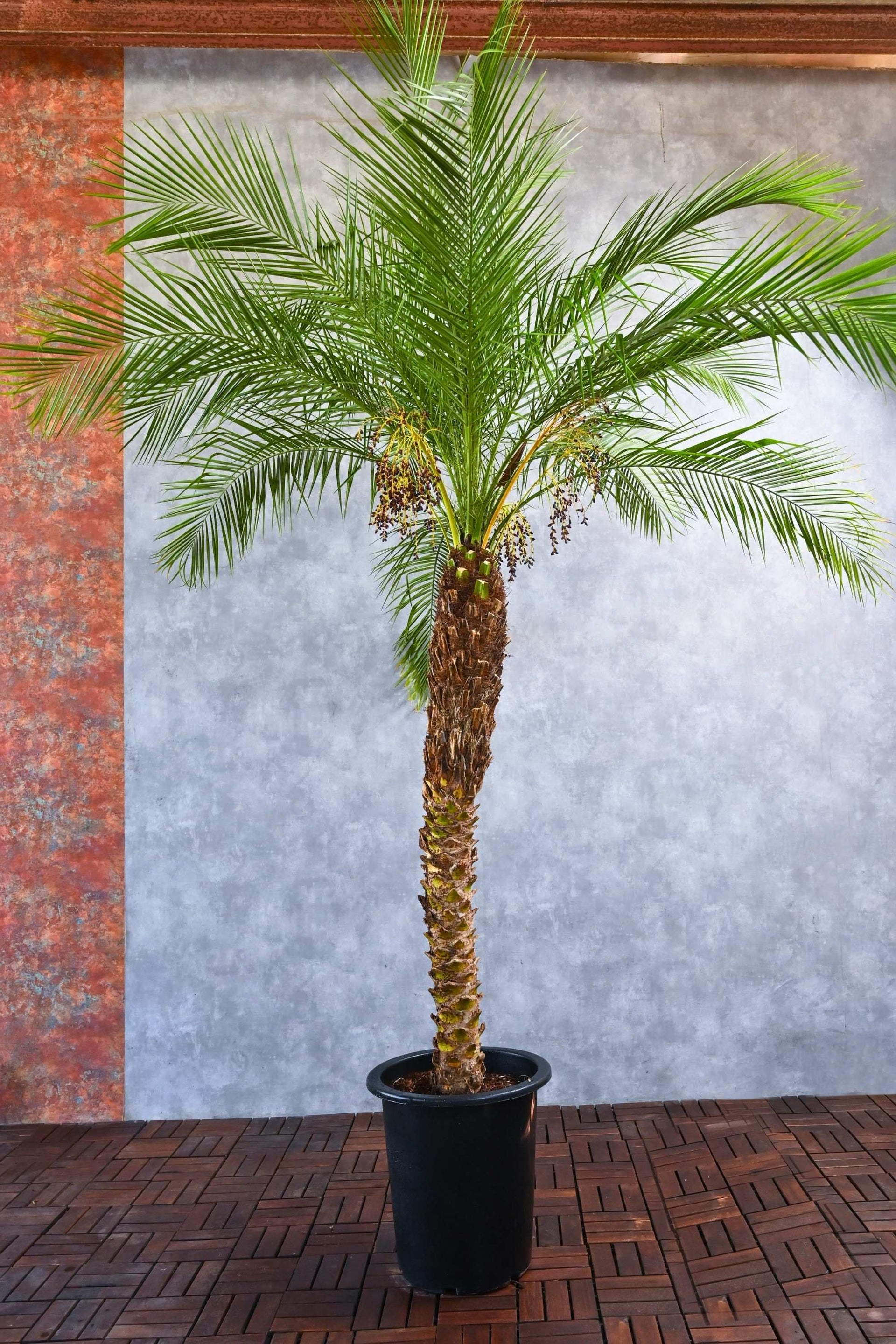 Phoenix roebelenii – Adplants