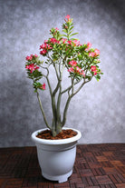 Outdoor Plant X Large 80-100 cms Adenium obesum Adenium obesum