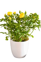 Outdoor Plant Yellow Rosa spp. (Patio variety) Rosa spp. (Patio variety)