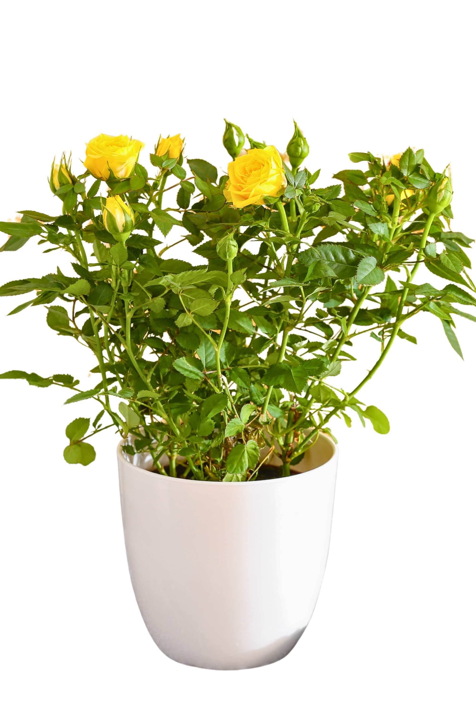 Outdoor Plant Yellow Rosa spp. (Patio variety) Rosa spp. (Patio variety)