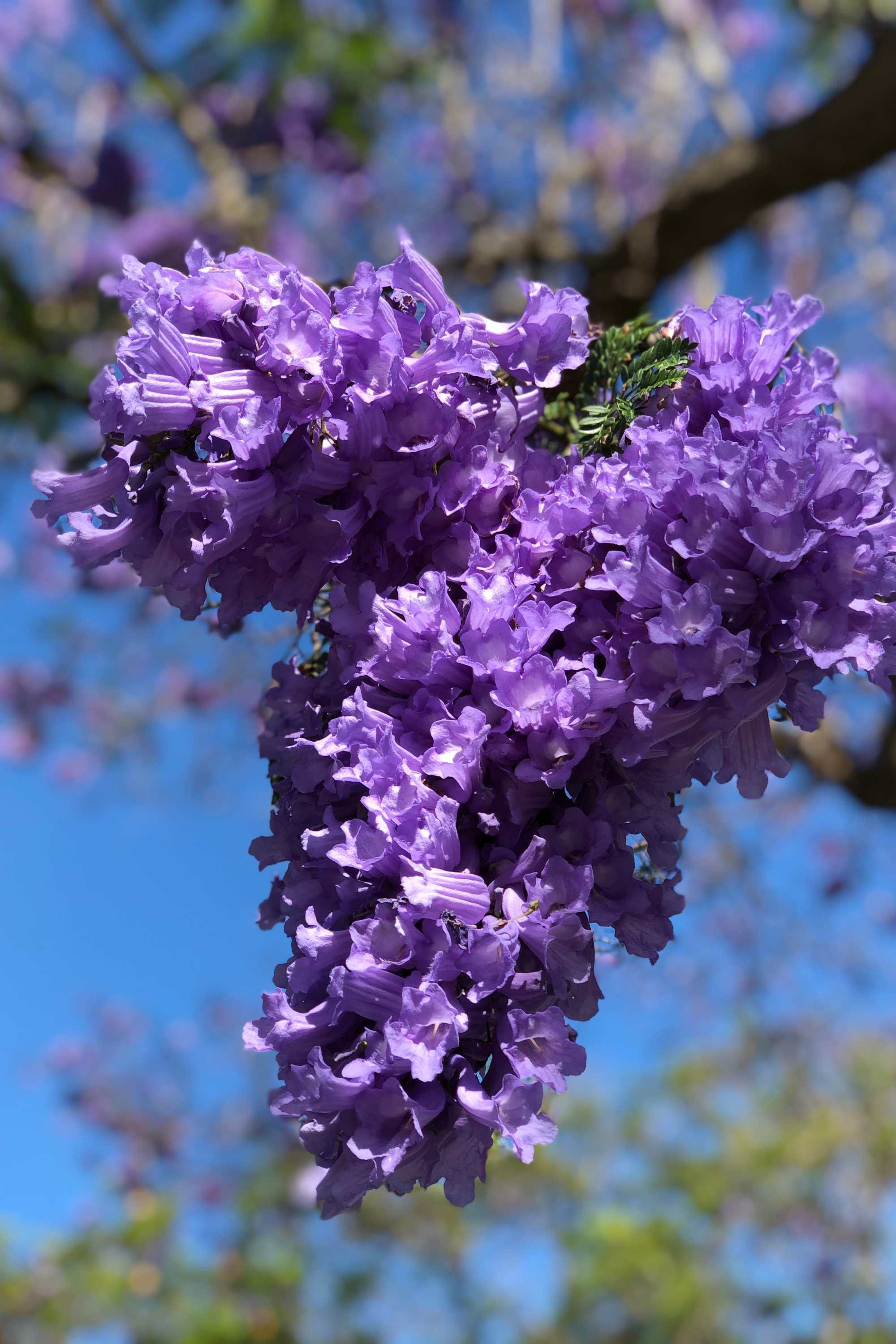 Outdoor Plants Jacaranda Mimosifolia