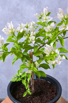 Outdoor Shrubs 6L Pot / Nana White Bougainvillea Spp.