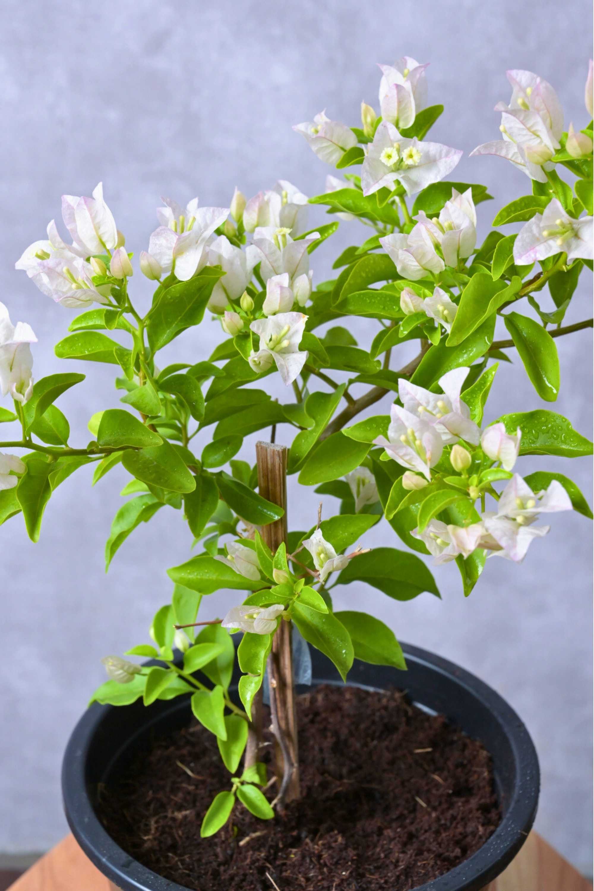 Outdoor Shrubs 6L Pot / Nana White Bougainvillea Spp.