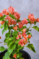 Outdoor Shrubs 6L Pot / Yellow Bougainvillea Spp.