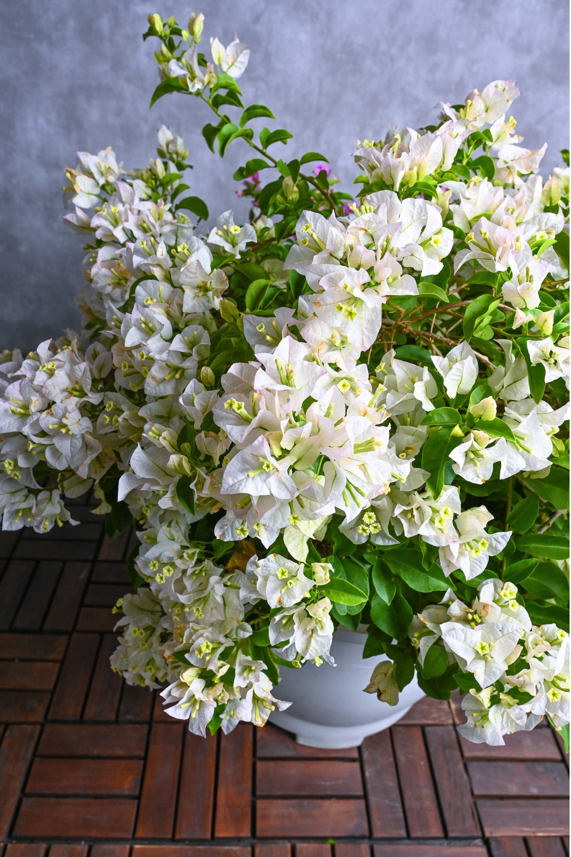 Outdoor Shrubs Bougainvillea Spp.