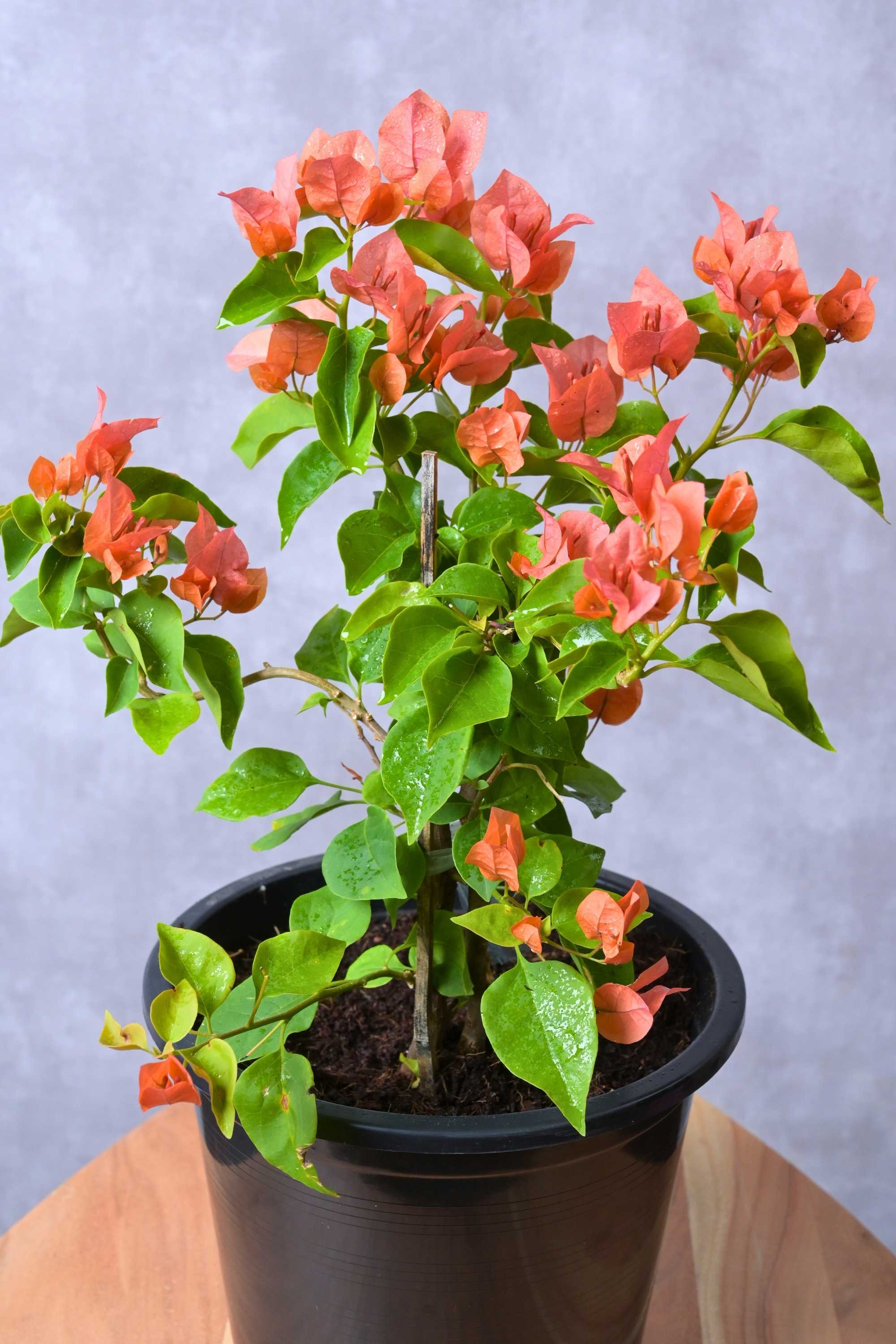 Outdoor Shrubs Bougainvillea Spp.