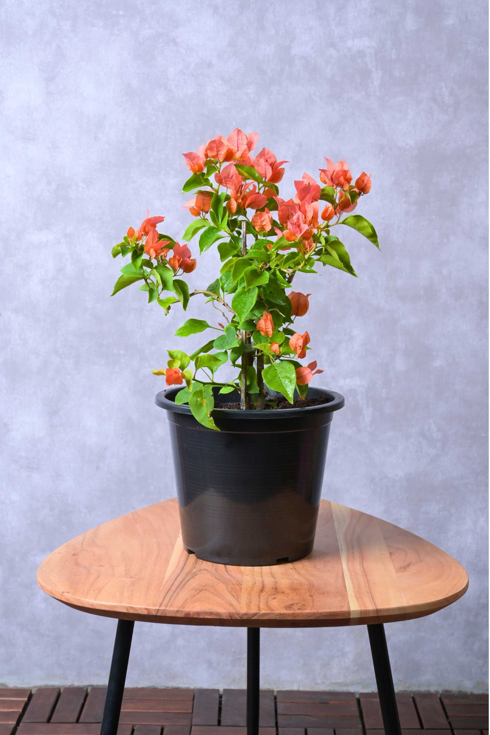 Outdoor Shrubs Bougainvillea Spp.