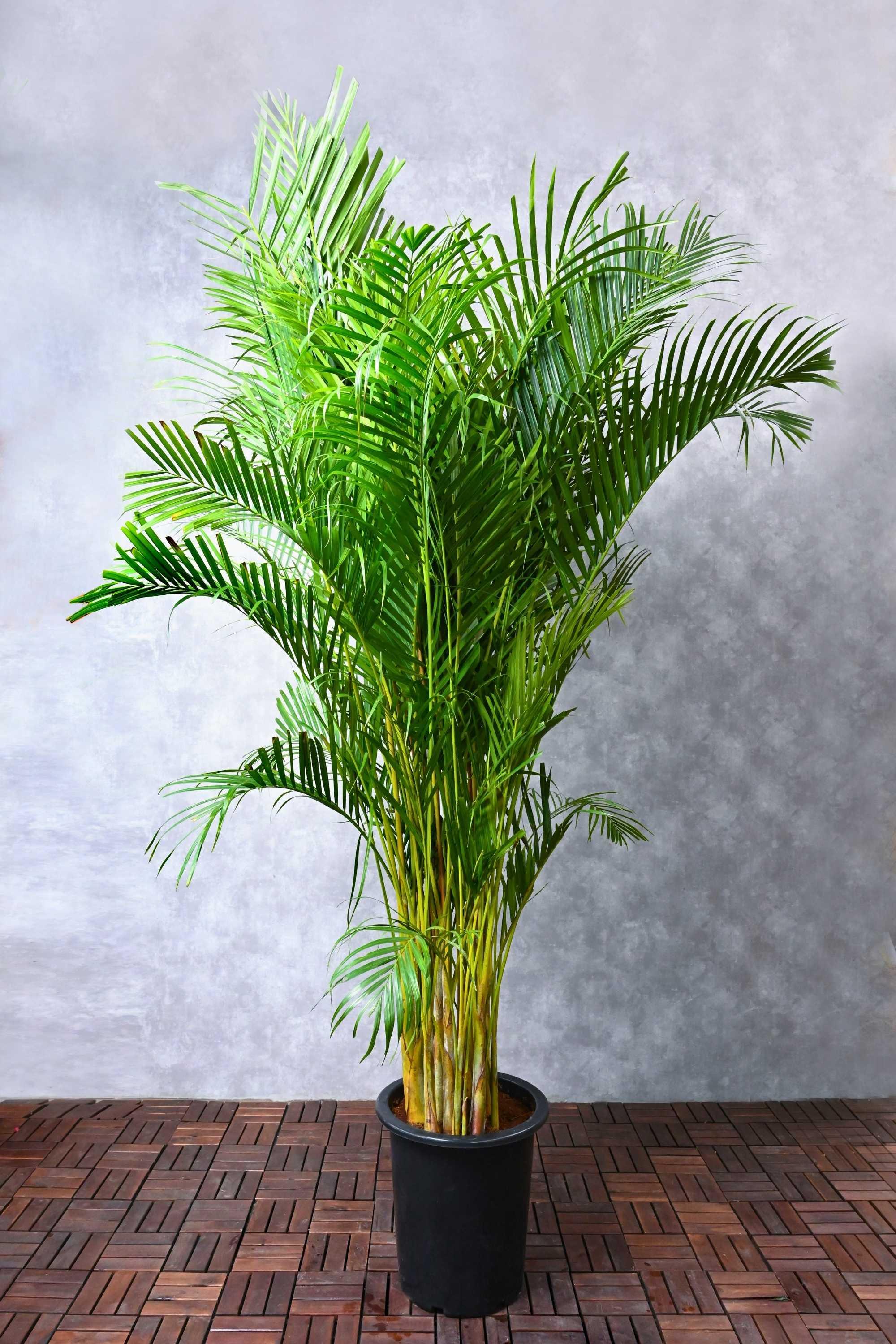 Palm Trees Areca Palm Indoor