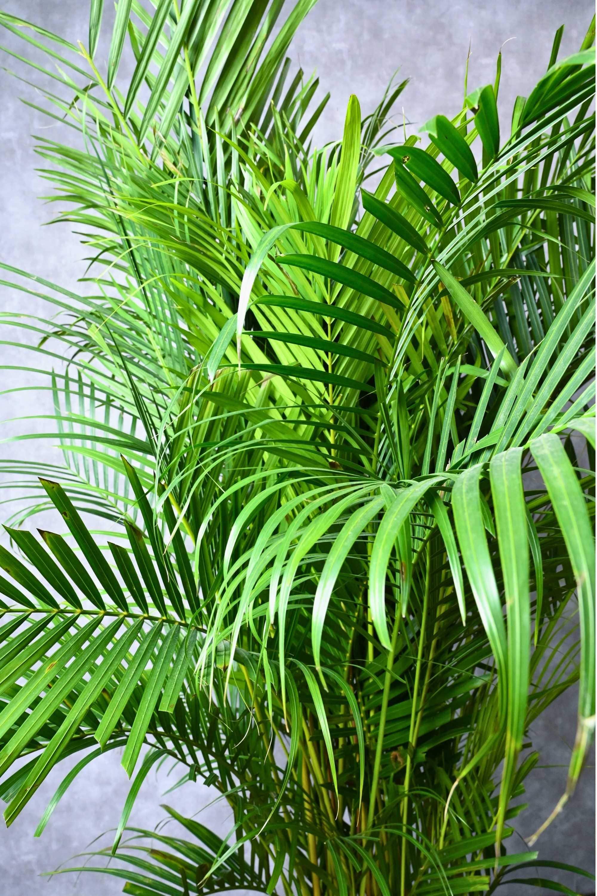 Palm Trees Areca Palm Indoor