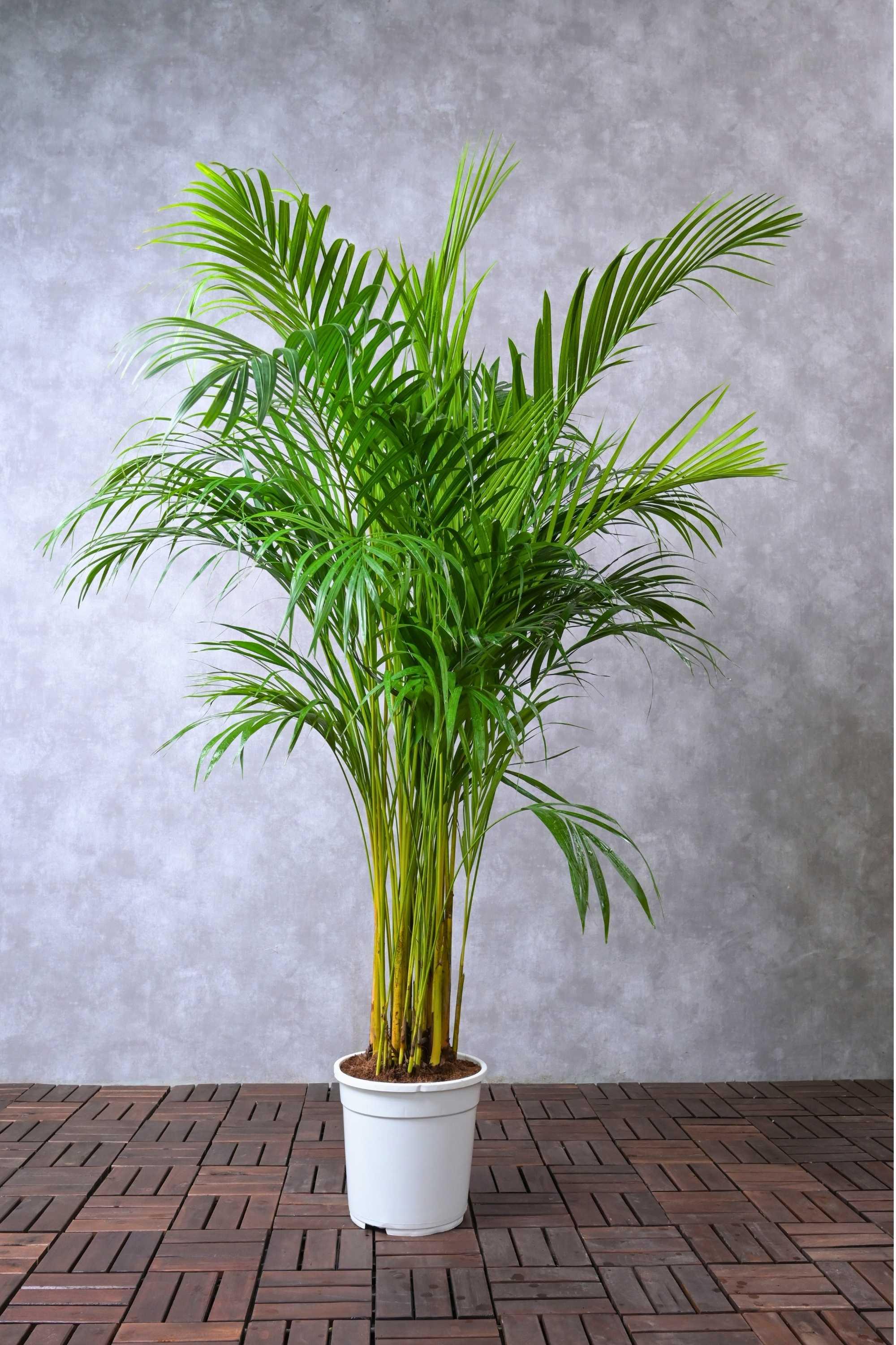 Palm Trees Areca Palm Indoor