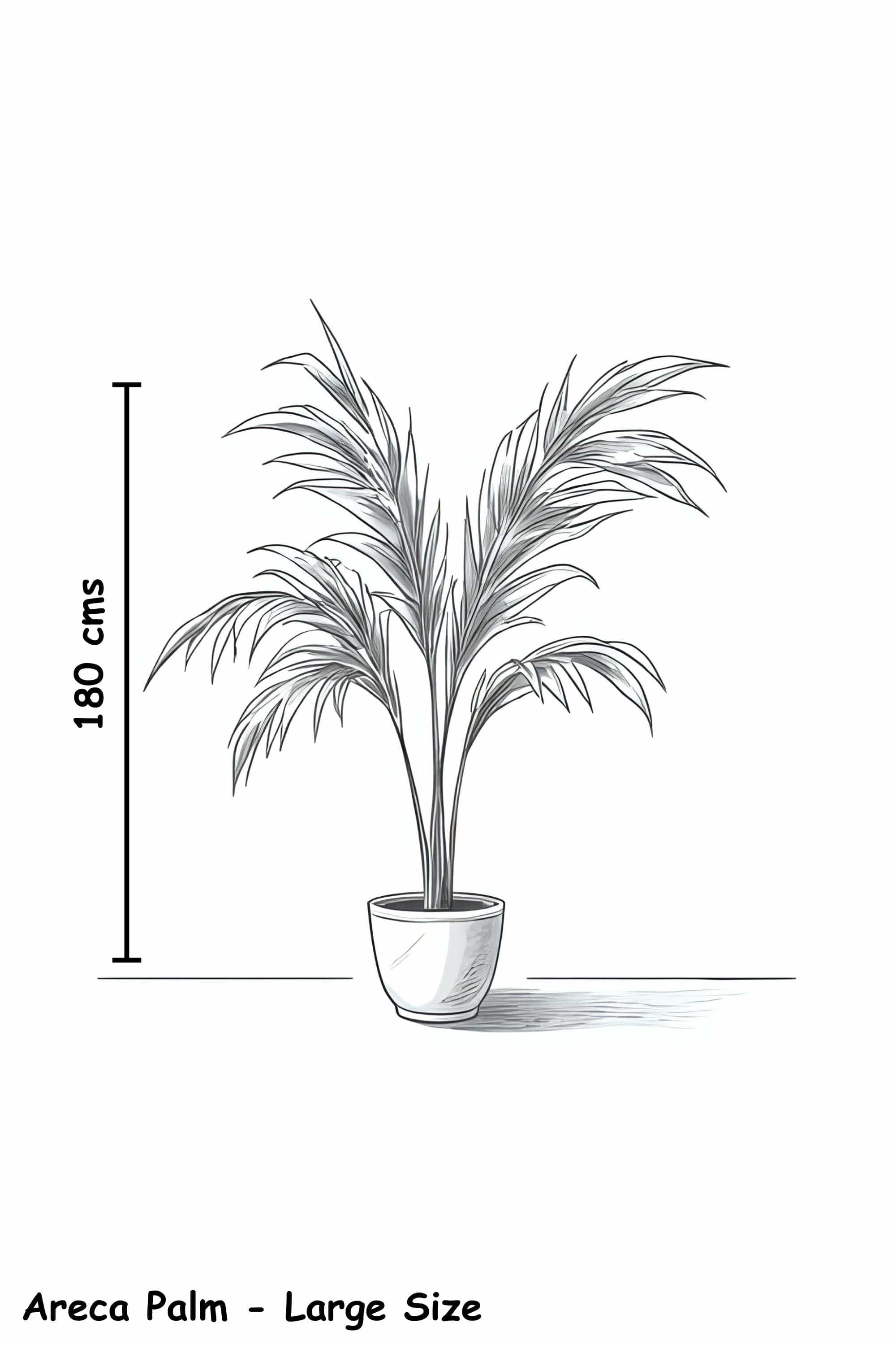 Palm Trees Areca Palm Indoor