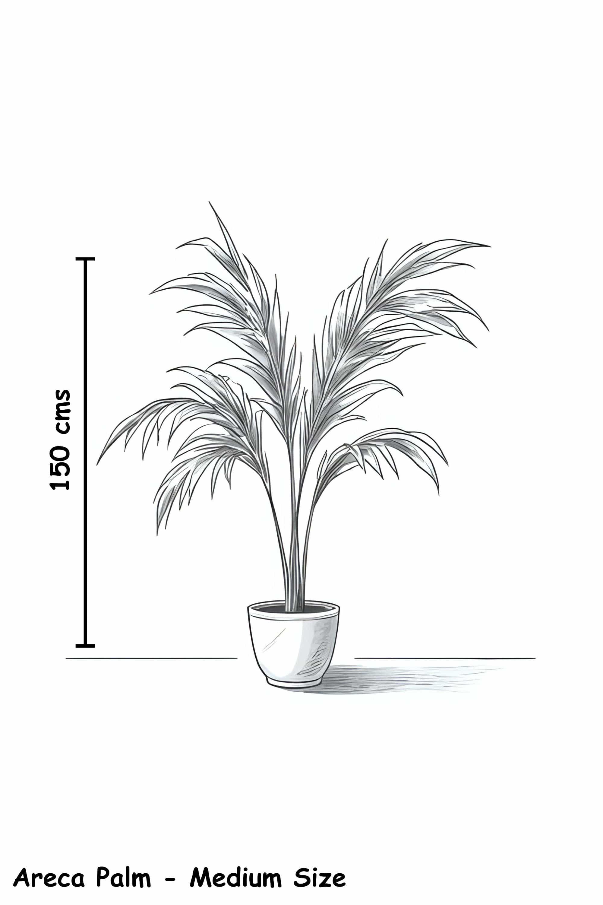 Palm Trees Areca Palm Indoor