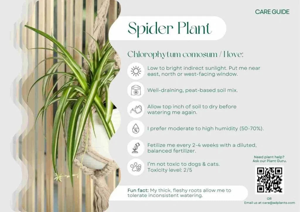 Spider Plant Care Guide