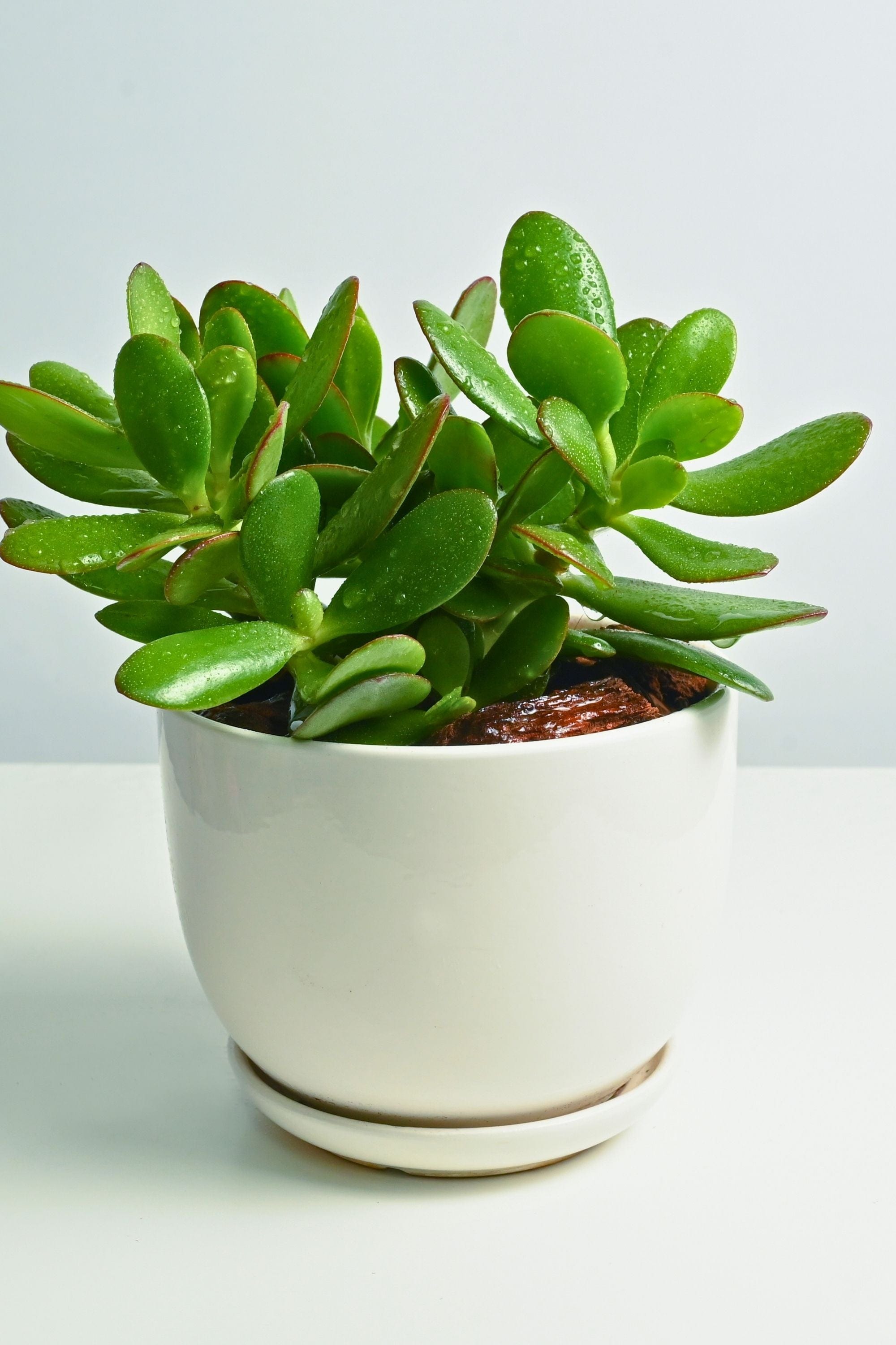 Succulent 20 cm Jade Plant