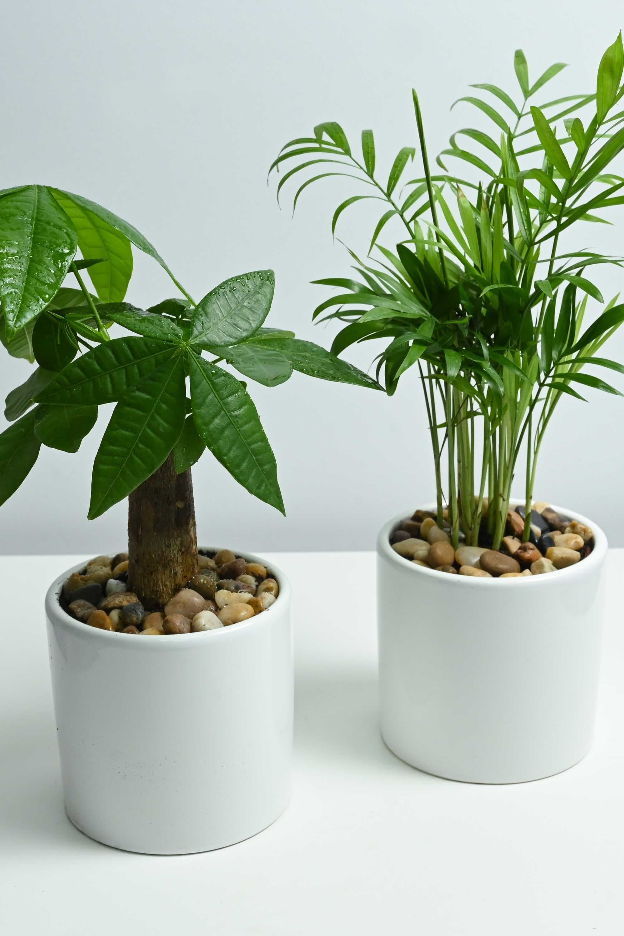 Succulent Chamaedorea elegans & Pachira aquatica