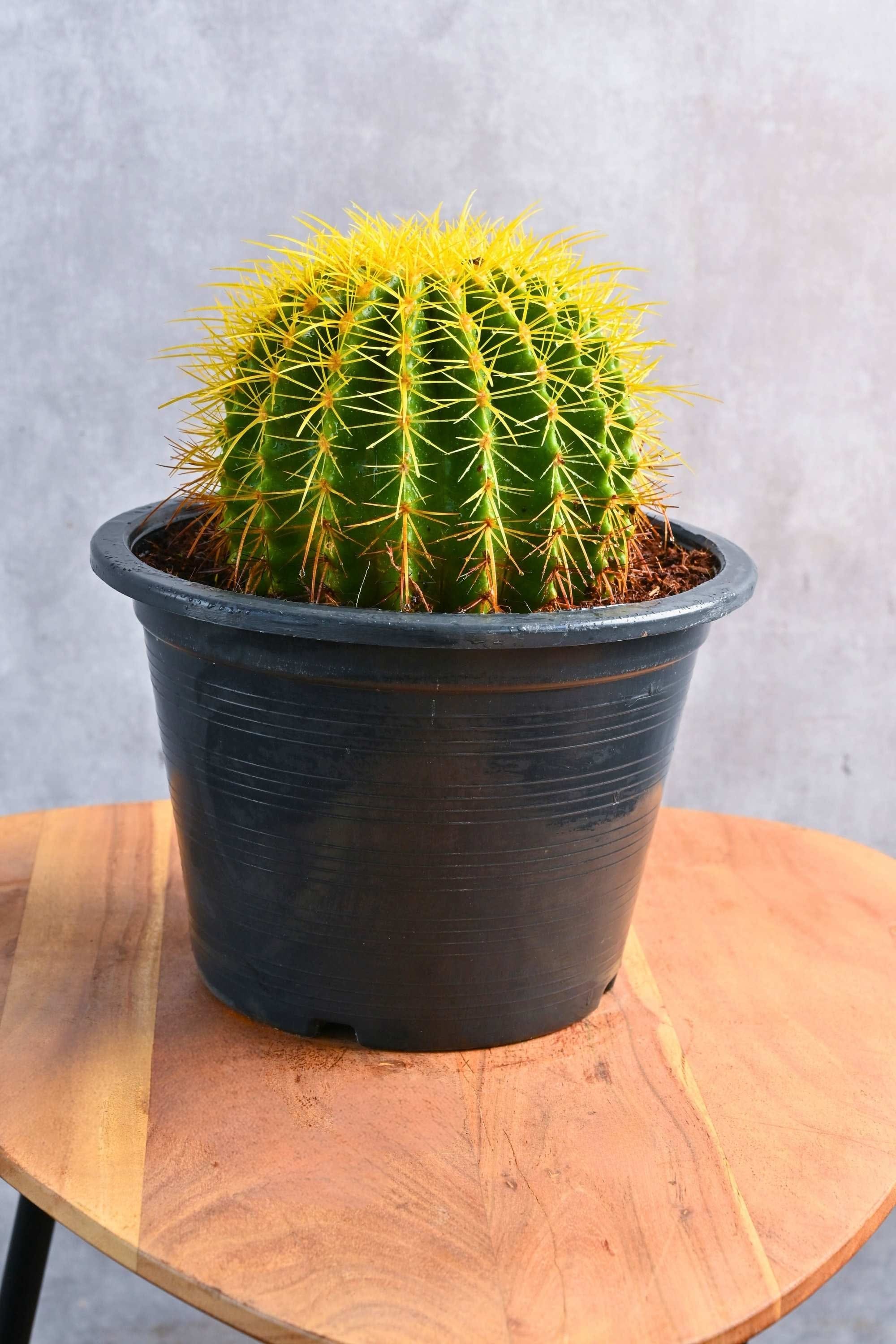 Succulents & Cacti 20 - 30 cms Echinocactus Grusonii Echinocactus Grusonii