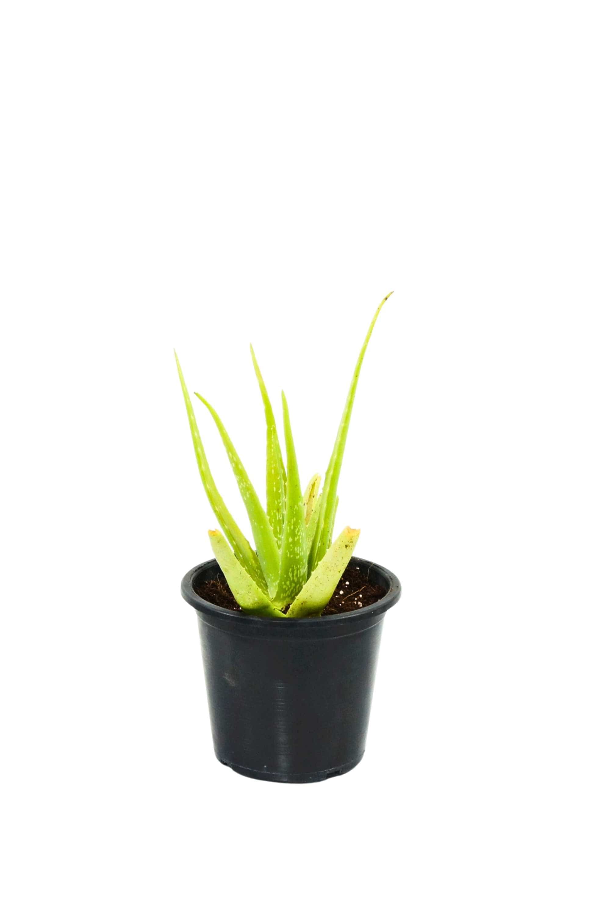 Succulents & Cacti Aloe Barbadensis Mille Aloe Barbadensis Mille