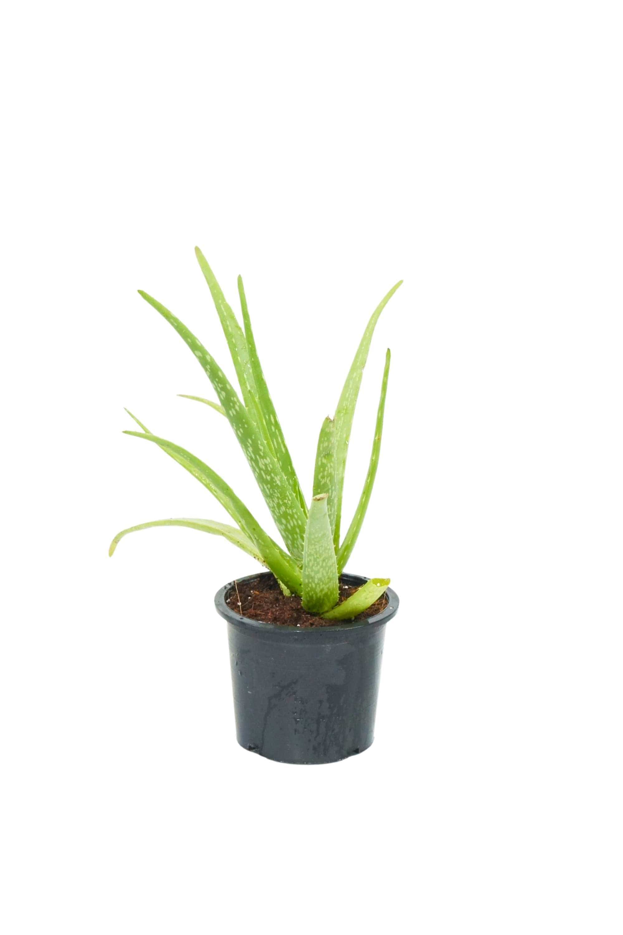 Succulents & Cacti Aloe Barbadensis Mille Aloe Barbadensis Mille