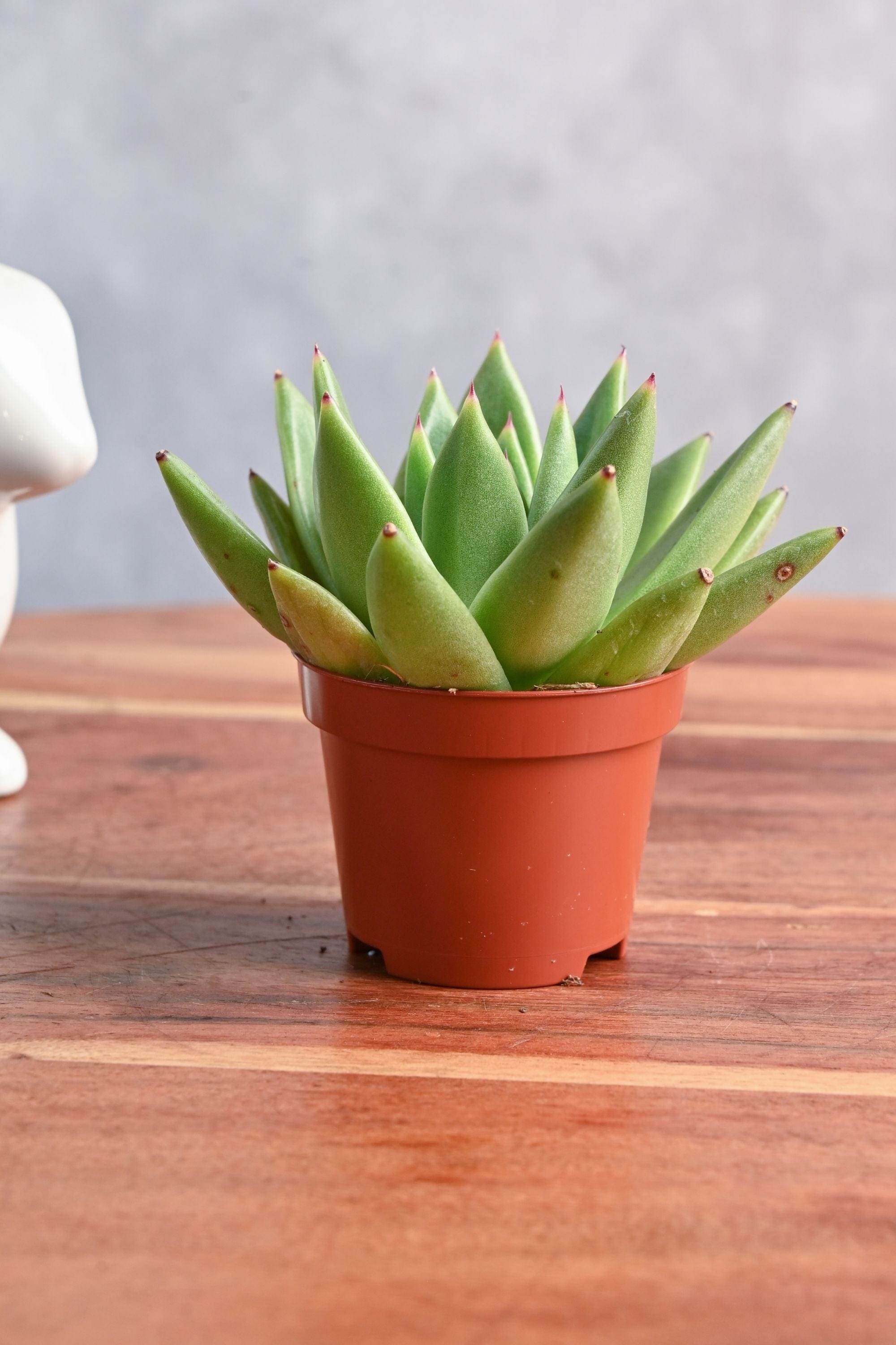 Succulents & Cacti Echeveria Miranda Echeveria Miranda