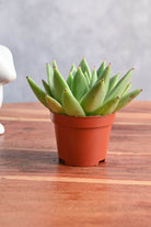 Succulents & Cacti Echeveria Miranda Echeveria Miranda